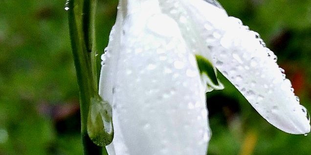 snowdrop crop 2