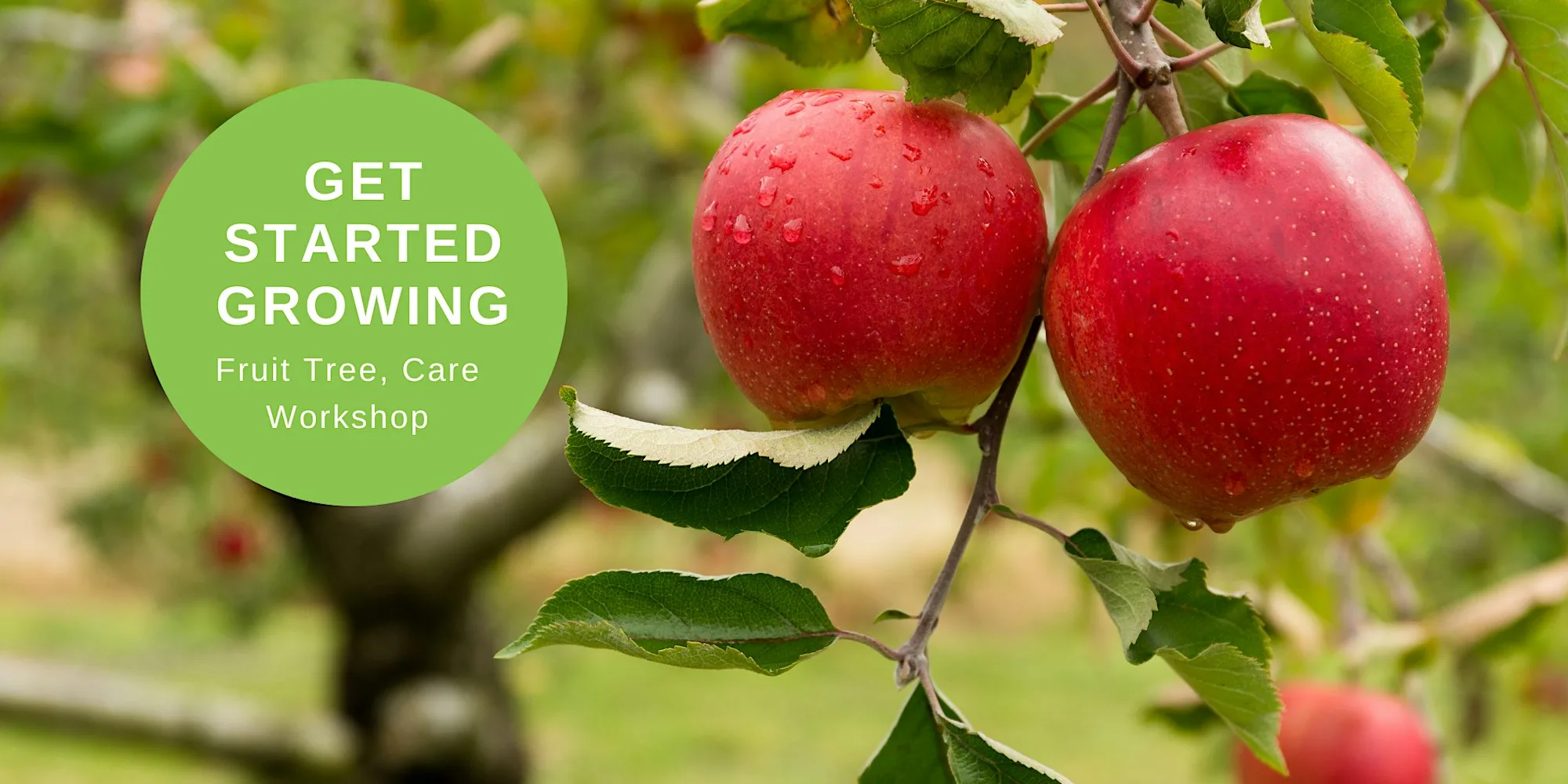 Get Started Growing Fruit Tree Care & Harvesting Castle Bromwich